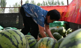 天津下老头吃瓜爆料,揭秘娱乐圈幕后真相